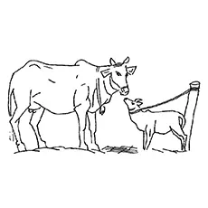Mother Cow Kissing Calf Coloring Page to Print