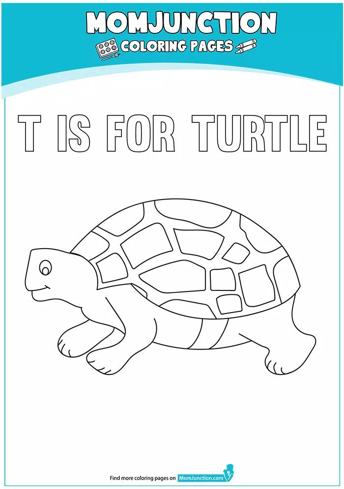 The-T-For-Turtle-16