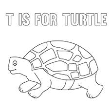 The-T-For-Turtle-16