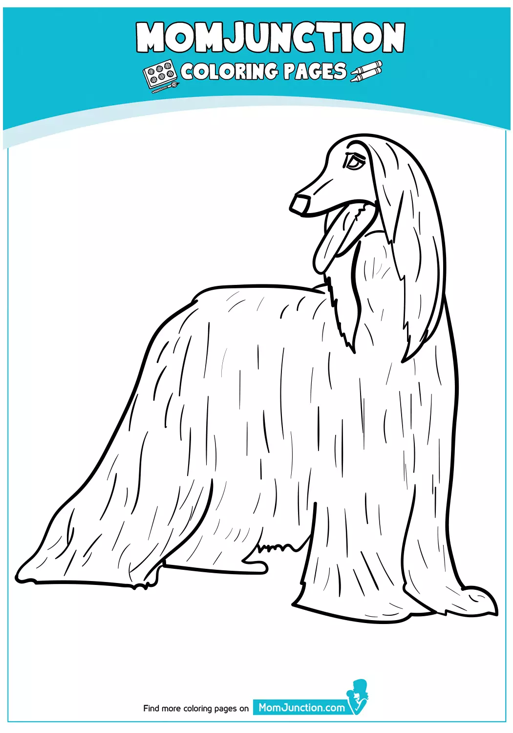 The-afghan-hound