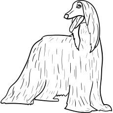 The-afghan-hound