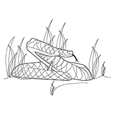 American copperhead snake coloring page