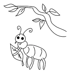 The ant with leaf coloring page