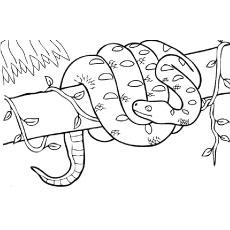 Boa constrictor snake coloring page