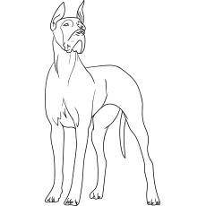 The-great-dane