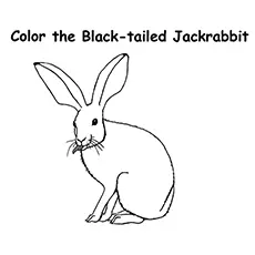 Jackrabbit Coloring Sheet