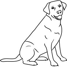 The-labrador