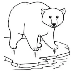 Polar bear walking on ice coloring page