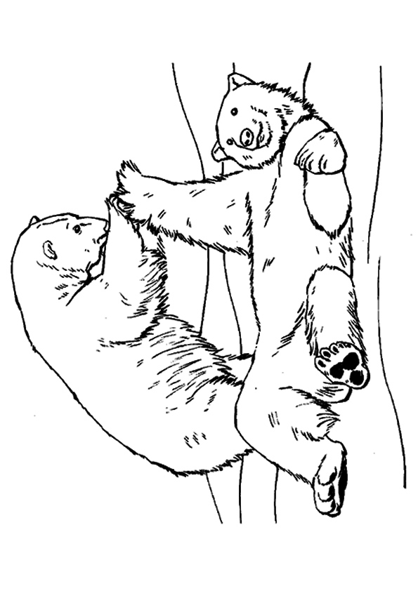 The-polar-bears