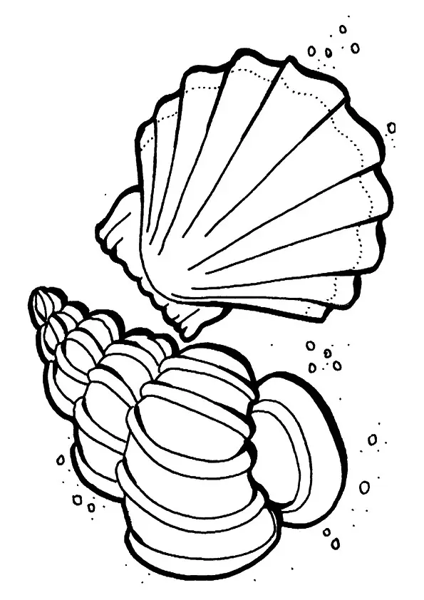 The-sea-shells