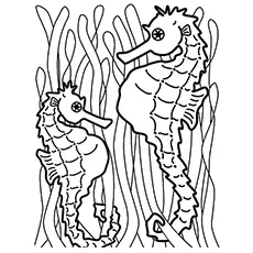 Seahorses Facing Each Other Coloring Page