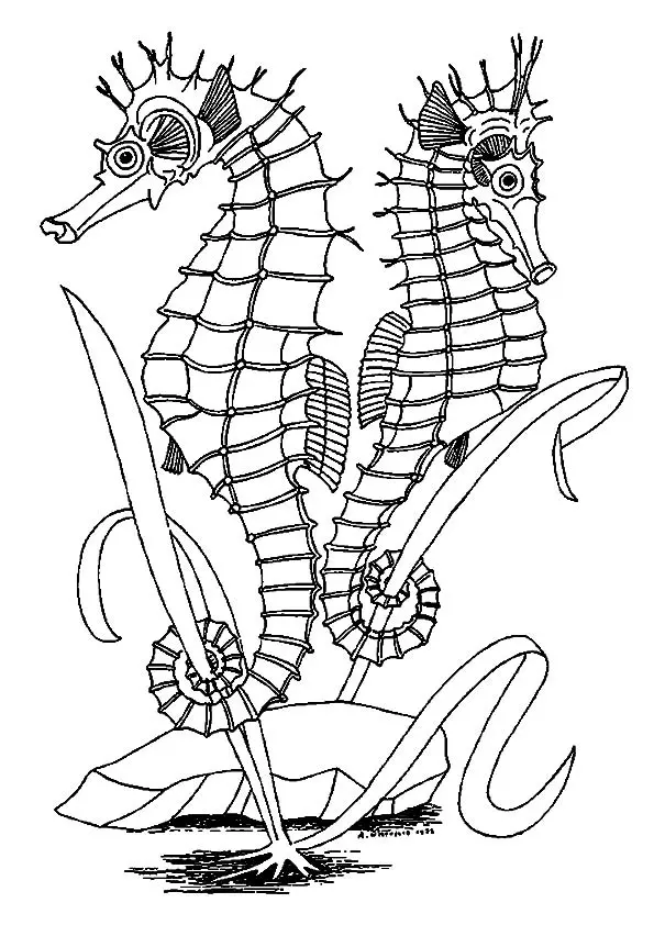 The-seahorses-facing-opposite-directions