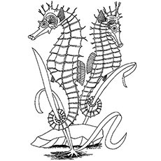 Seahorses Facing Opposite Directions Coloring Pages