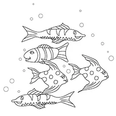 Varieties of koi fish coloring page