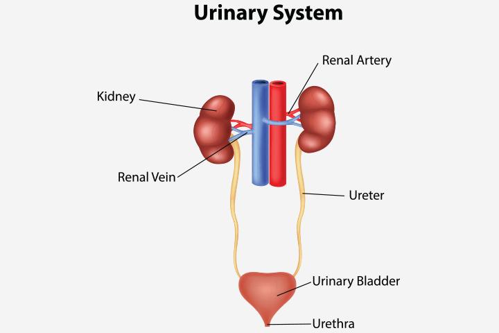 Kidney Infection During Pregnancy Causes Treatment And Preventive 