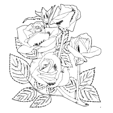 Four pretty roses coloring page