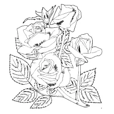 Four pretty roses coloring page_image