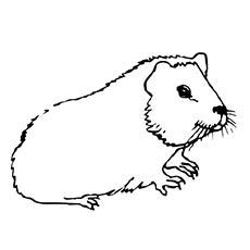 Guinea pig coloring page