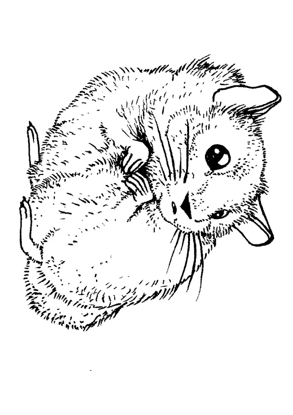 hamster-coloring-page