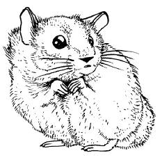 Hamster coloring pages_image