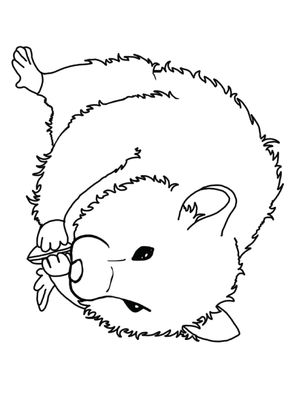 hamster-coloring-pages-perfect
