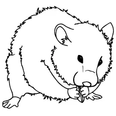 Perfect hamster coloring pages