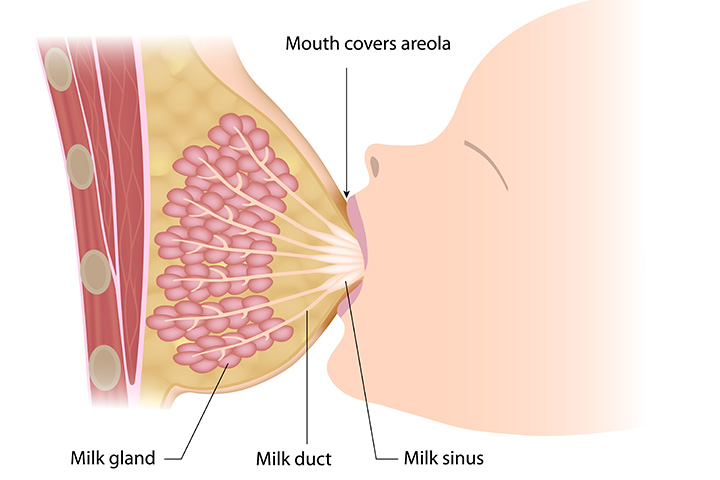 Breast Milk Production Chart