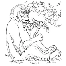 Monkey eating leaves coloring pages coloring page