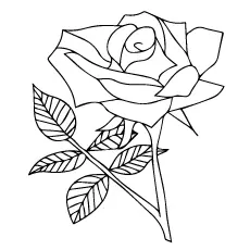 A single rose coloring page_image