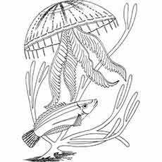 Ocean-life coloring page