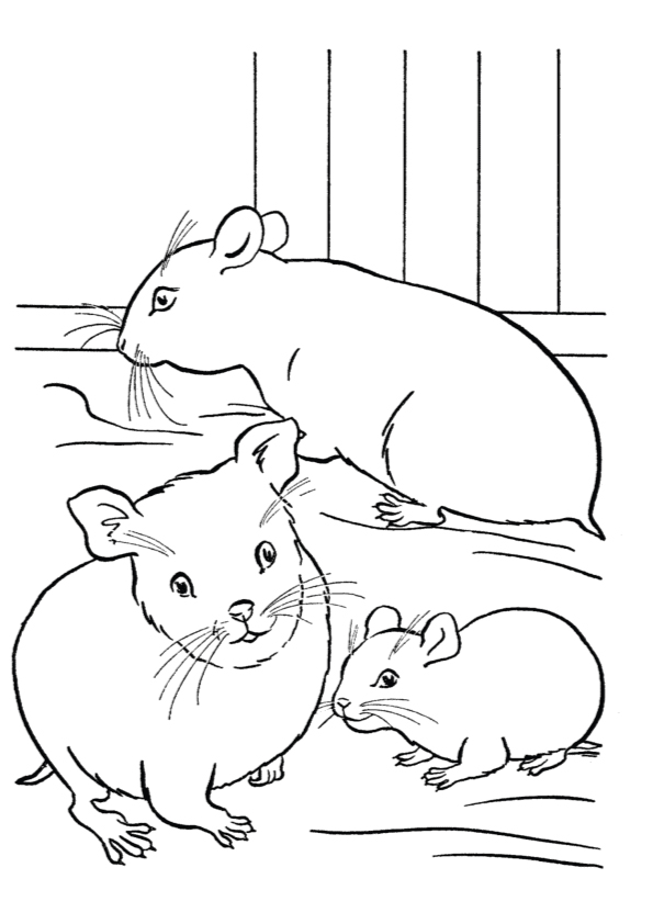 pet-hamster
