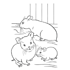 Pet hampsters, hamster coloring pages