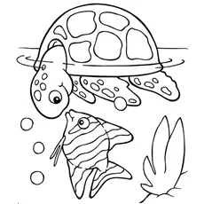 Koi fish with turtle coloring page
