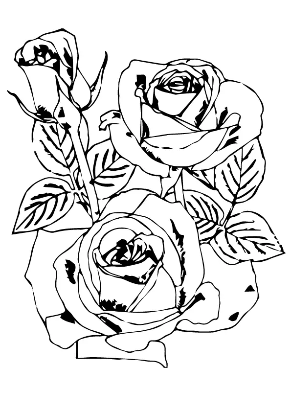 rose-flowers