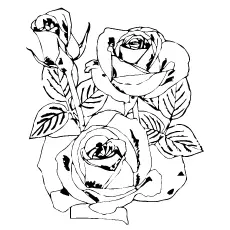 Beautiful three roses coloring page_image
