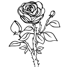 Rosebuds and a single rose coloring page