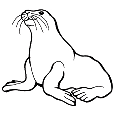 Sea-lion coloring page