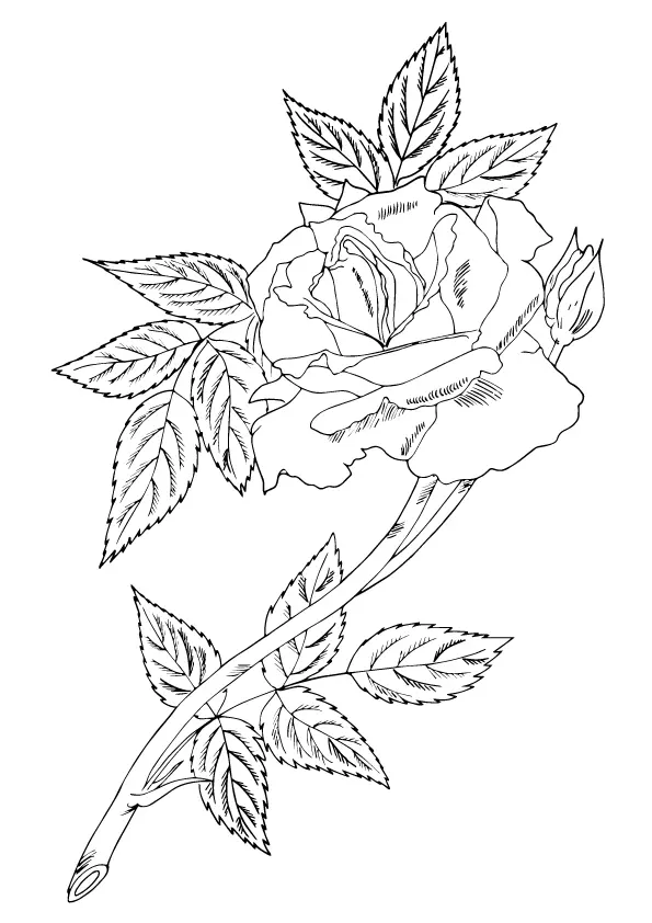 single-rose-with-leaves