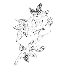 Single rose coloring page with leaves_image