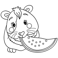 Guinea pig eating watermelon coloring page