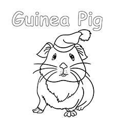 Guinea pig with a lovely hat coloring page