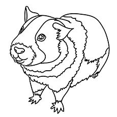 Standing guinea pig coloring page