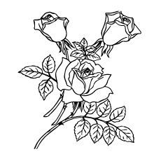 Three Roses With Leaves Coloring Picture