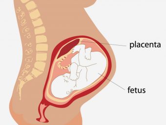 6 Functions Of Placenta During Pregnancy And Placental Problems