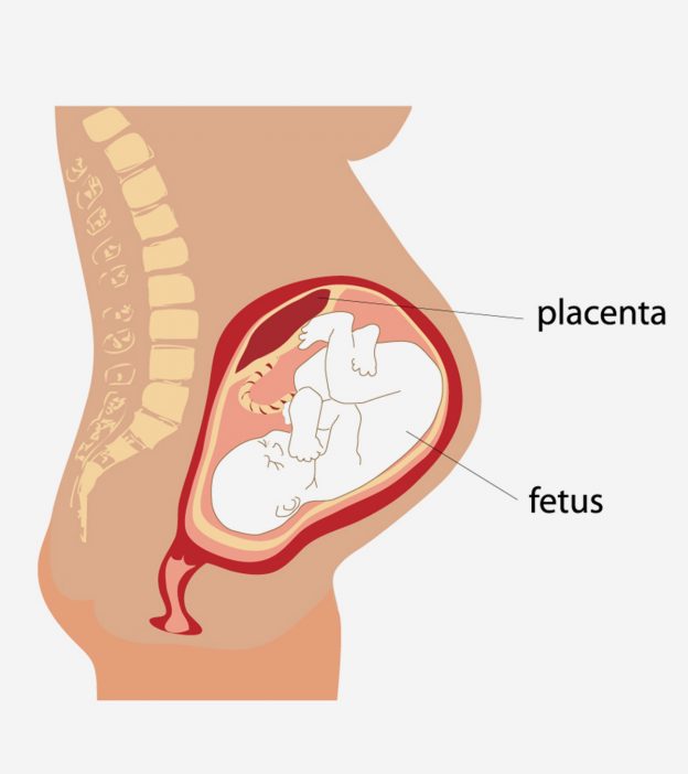 6 Functions Of Placenta During Pregnancy And Placental Problems