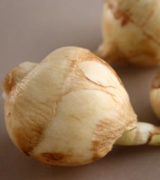 Arrowroot For Babies: Benefits And Ways To Include In Diet