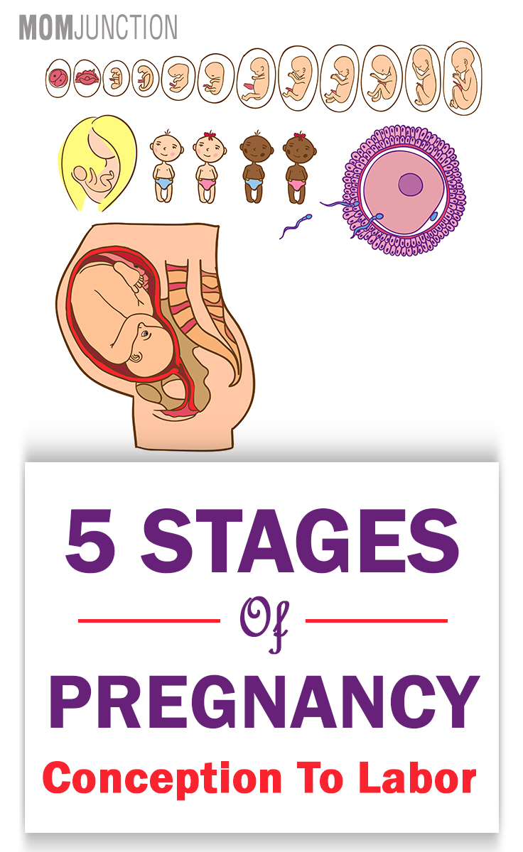 5 Crucial Stages Of Pregnancy: Month-by-month Development ...