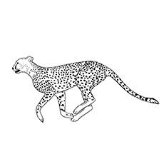 running cheetah coloring pages