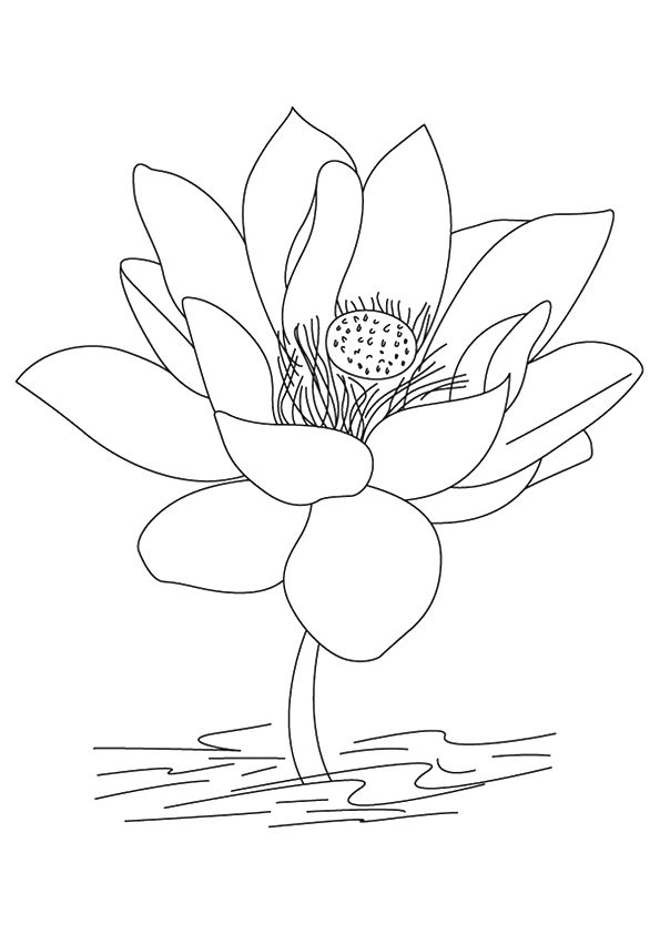 A-Lotus-Flower