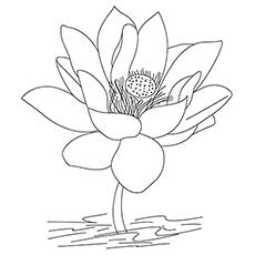 A Lotus Flower, India coloring page